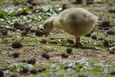 Close-up of a bird on field
