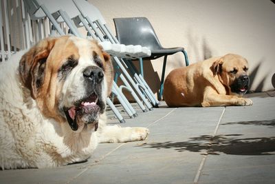 Portrait of dog resting on tiled floor