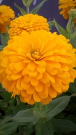 Close-up of yellow flower