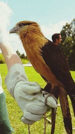 Close-up of owl perching on hand against sky