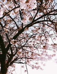 Low angle view of tree against sky