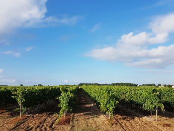 Scenic view of vineyard against sky