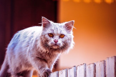 Close-up portrait of a cat