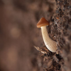 macro photography