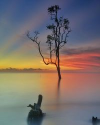 Silhouette tree by sea against sky during sunset