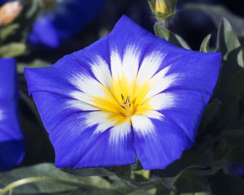 Close-up of purple flower