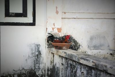 Rooster resting in pot over old retaining wall at patio