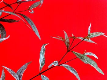 Close-up of red leaves