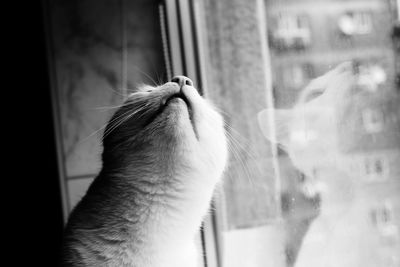 Close-up of cat by glass window