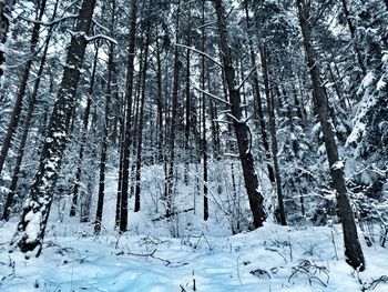 Trees in forest during winter