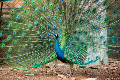 View of peacock