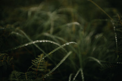 Close-up of plant growing on field