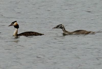 Ducks in a lake