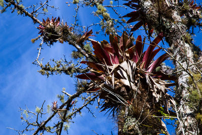 Low angle view of tree against blue sky