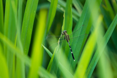 Close-up of insect on grass