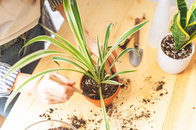 Close-up of potted plant on table