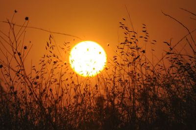 Silhouette bird flying against sky during sunset