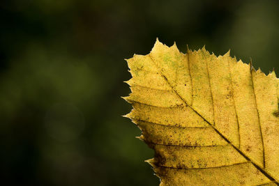 Close-up of maple leaf