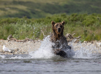 Brown bear jumps into river to catch a king salmon