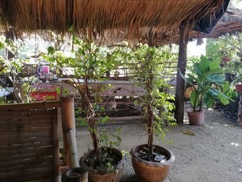 Potted plants at yard