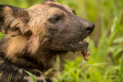 Close-up of a dog looking away