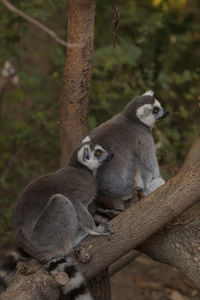 Lemur looking away against blurred background