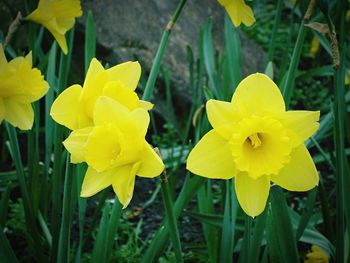 Close-up of yellow flower