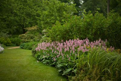 Purple flowering plants in garden