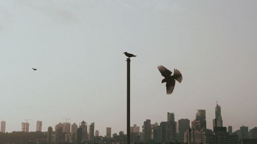 Low angle view of birds flying against clear sky