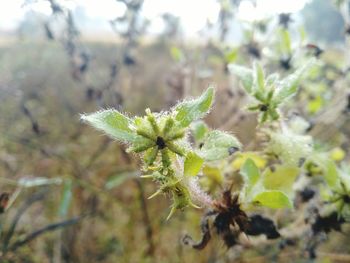Close-up of plant