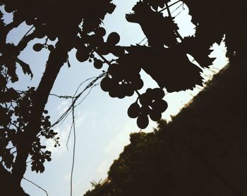 Low angle view of trees against sky