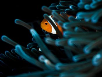 Close-up of fish swimming in sea