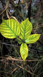 Close-up of plant