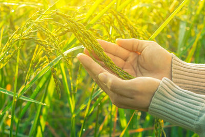 Close-up of woman hand holding wheat in field