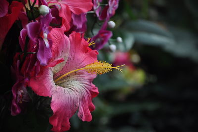 Close-up of pink hibiscus flower