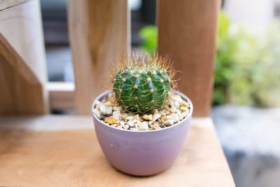 Close-up of succulent plant on table