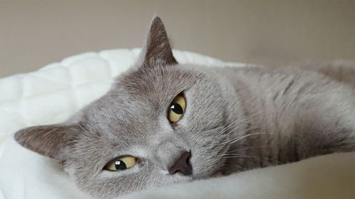 Close-up portrait of cat relaxing at home