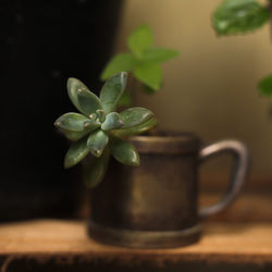 Close-up of potted plant on table