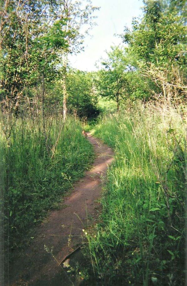 EMPTY ROAD ALONG TREES