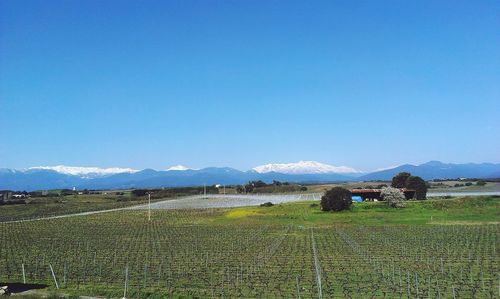 Scenic view of landscape against clear blue sky