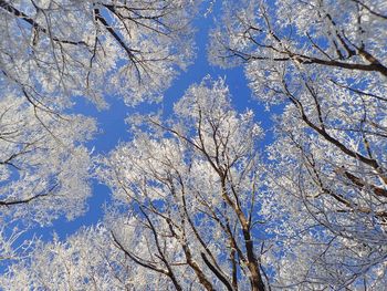 Low angle view of bare trees against blue sky