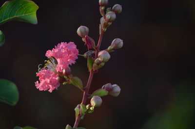 Close-up of pink flowers blooming outdoors