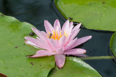 Close-up of lotus water lily in pond