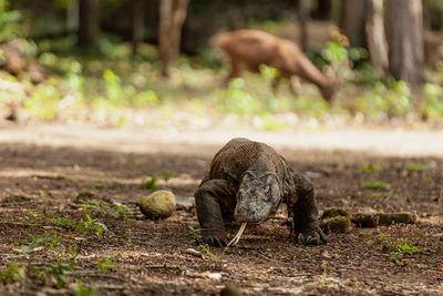 View of a reptile on field