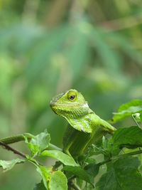 Close-up of chameleon on plant