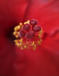 Close-up of red flower