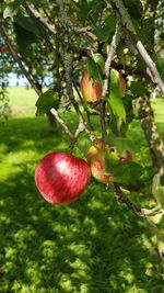 Close-up of apples on tree