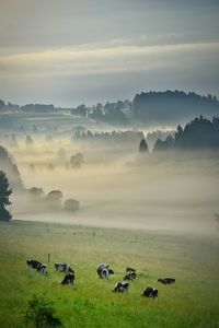 Herd of cows grazing on landscape against sky