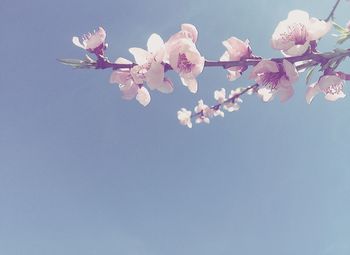 Low angle view of flowers against sky