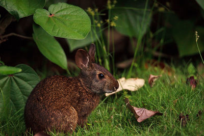 Marsh rabbit sylvilagus palustris with its short ears and large eyes in naples, florida